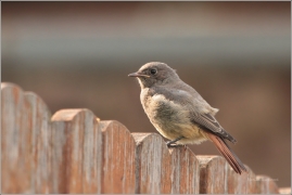 <p>REHEK DOMÁCÍ (Phoenicurus ochruros) /Black redstart - Hausrotschwanz/</p>